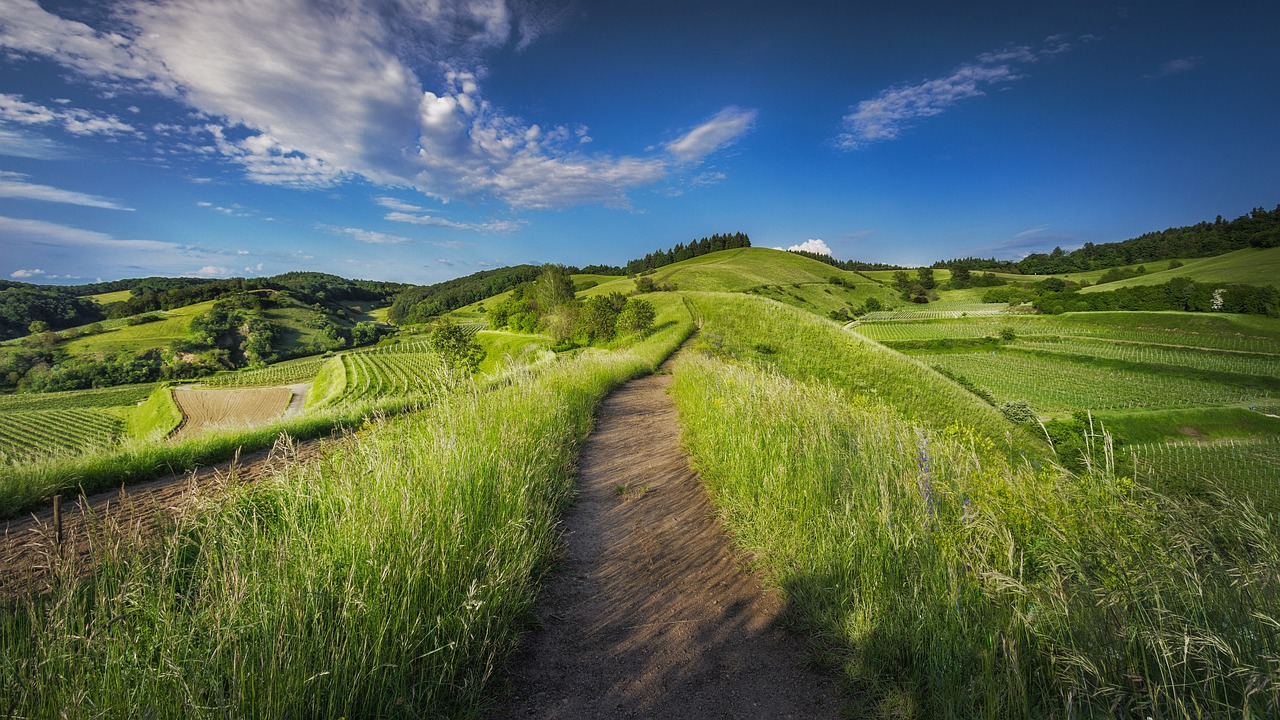 Aziende agricole e rinnovabili, bilancio positivo: lo studio dell’Università Ca’ Foscari