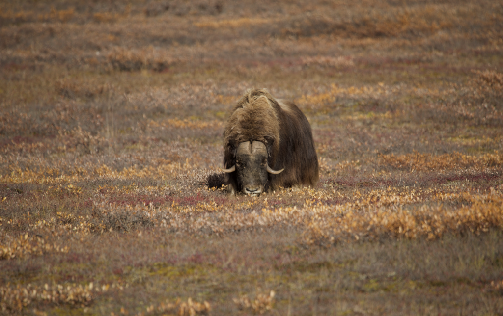 Dall’Alaska all’Argentina per studiare la crisi della biodiversità