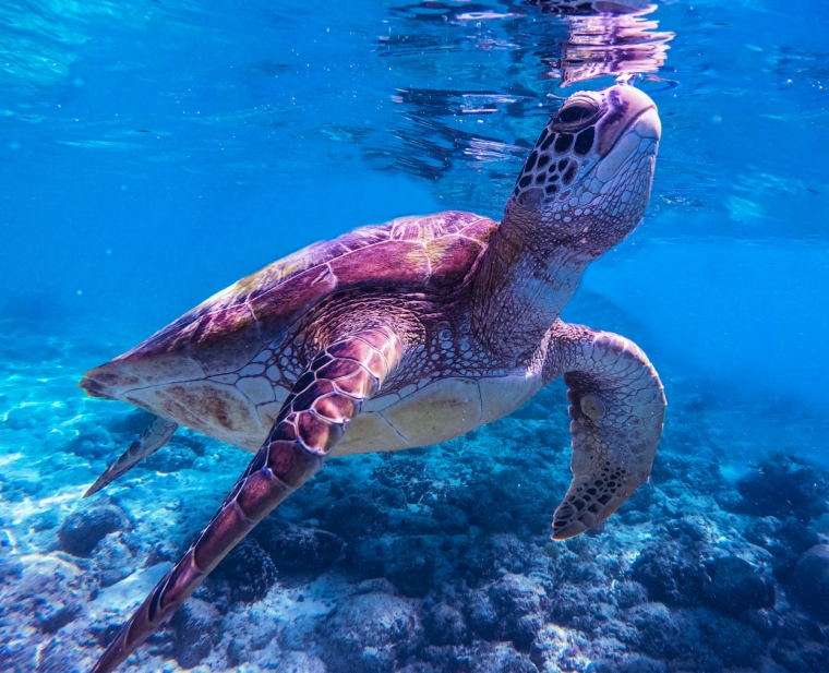 Giornata mondiale dell’ambiente: l’IA in soccorso delle tartarughe marine delle Galapagos