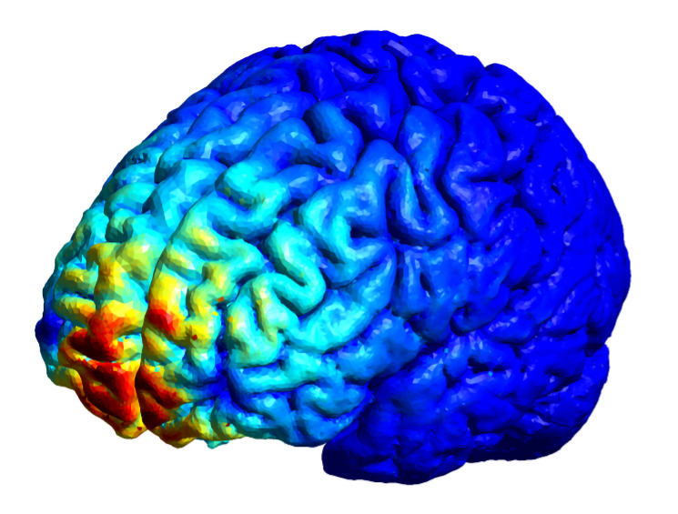 Identificata una nuova regione cerebrale